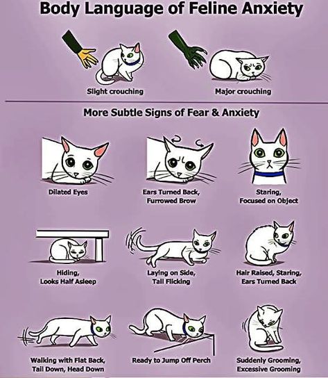 Cat Tail Meaning, Cat Healing, Cat Knowledge, Cat Catio, Cat Body Language, Spoiled Cat, Pet Care Planner, Cat Behavior Facts, Catio Ideas