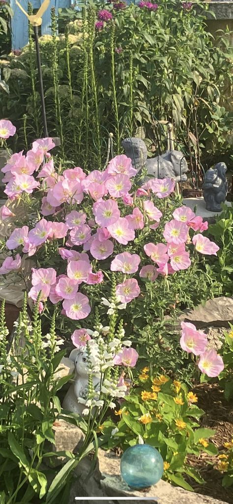 Evening Primrose Prim Rose, Primrose Garden, Evening Primrose Tattoo Flower, Primrose Aesthetic, Primrose Wallpaper, Primroses Flower, Primroses Aesthetic, Primrose Flower, Evening Primrose Aesthetic