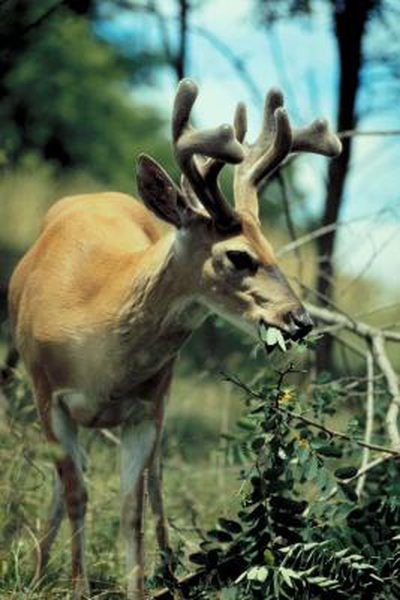 Deer Habitat, Food Plots For Deer, Deer Food, Vegetable Planting Guide, Deer Feeders, Deer Resistant Garden, Deer Repellant, Whitetail Hunting, Deer Resistant Perennials