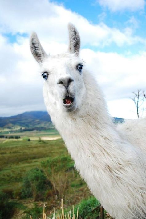 llama rama Aesthetic Llama, Llama Aesthetic, Alpaca Wallpaper, Alpaca Illustration, Llama Images, Llama Drawing, Llama Pictures, Llama Art, Llama Face