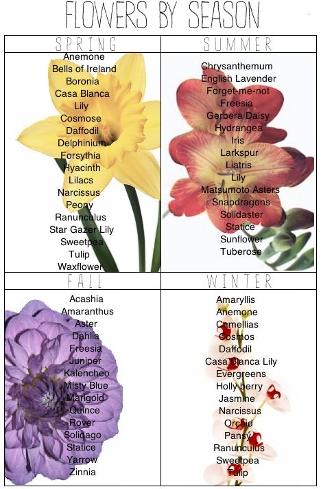 Flowers by season. Useful for centerpieces. Summer Flowers Garden, Winter Wedding Flowers, Flower Guide, Cut Flower Garden, Flowers Summer, Beautiful Flowers Garden, Seasonal Flowers, Drawing Lessons, Flower Farm