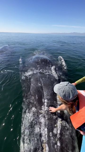 Manifest Job, Whale Migration, Right Whale, Destination Vacation, Gray Whale, Marine Biologist, Baja California Sur, Adventure Explore, Marine Mammals