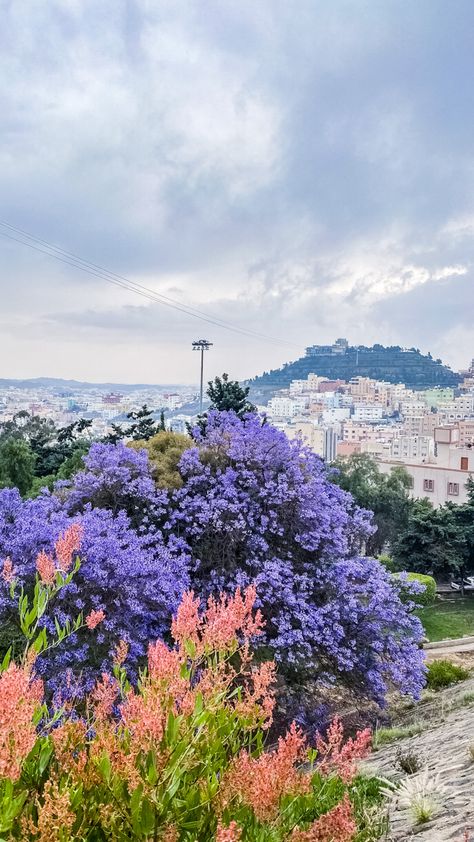 abha - saudi arabia Saudi Arabia Nature, Abha Saudi Arabia, Architectural Aesthetic, Saudi Arabia Culture, Shopping In Italy, Jacaranda Tree, Local Color, Travel List, Dream Board