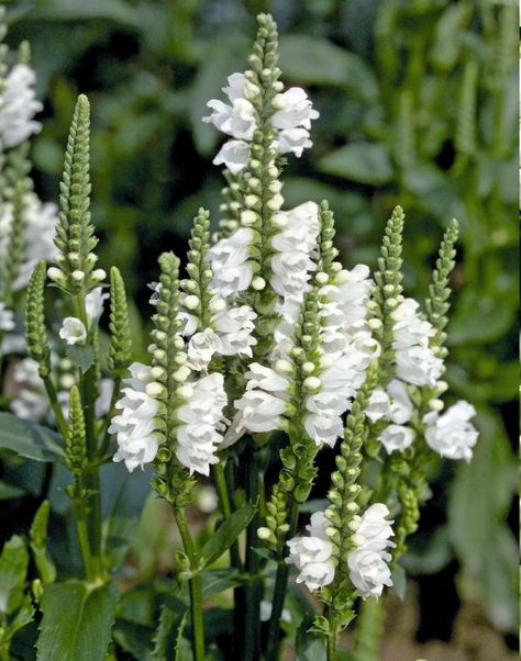 White+Obedient+Plant+Physostegia+virginiana+alba+-+80+Seeds Physostegia Virginiana, Obedient Plant, Prairie Garden, Wild Garden, Plants Are Friends, White Plants, Landscape Concept, White Garden, Flower Spike