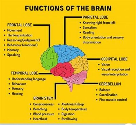 Did you know the front part of the brain can get bigger and stronger with practice ? That is where the executive functions reside in humans. Let’s start early to transform our children learning,emotional capacity with good habits,proven strategies. Want to know more go to my website or click here https://linktr.ee/rbataille?utm_source=linktree_profile_share&ltsid=17c788fb-7581-4328-9741-fef7eb2bc955 #adhd #executivefunction #memory#timemanagement # emotiondysregulation Heart Parts And Functions, Parts Of The Brain And Function, Dr Ambedkar Hd Wallpaper New, Executive Functions, Language Functions, Biology Notes, Children Learning, Executive Functioning, Spinal Cord