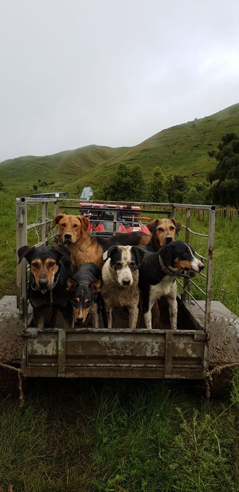 Big Farm Aesthetic, Farm Dogs Aesthetic, Dogs On Farm, Working Dog Aesthetic, Farm Dog Aesthetic, Farm Work Aesthetic, Working Dogs Farm, New Zealand Farm, Farm Life Aesthetic