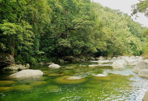 Rainforest Reference, Rainforest Australia, Queensland Holiday, Mossman Gorge, Rainforest Photography, Australian Nature, Australia Landscape, Daintree Rainforest, North Queensland