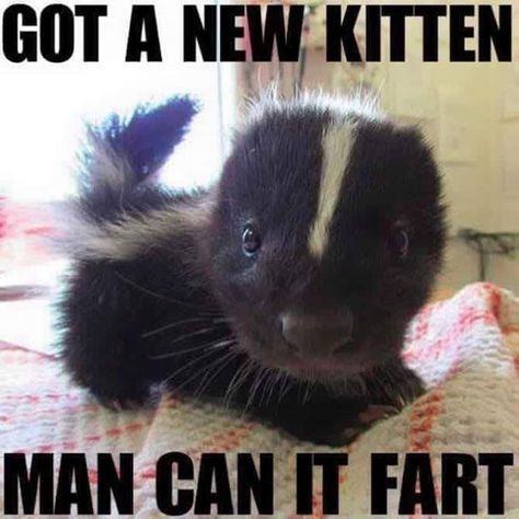 10 Hilarious Skunk Memes Baby Skunk, Baby Skunks, New Kitten, Night Shift, Silly Animals, Funny Animal Memes, Little Animals, Funny Animal Pictures, Cute Little Animals