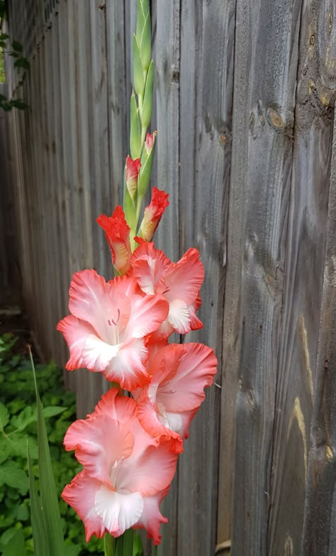 Gladioli Flower, Pink Diy, Gladiolus Flower, Flower Identification, Gladioli, Garden Bulbs, Line Flower, Home Pink, Rock Decor