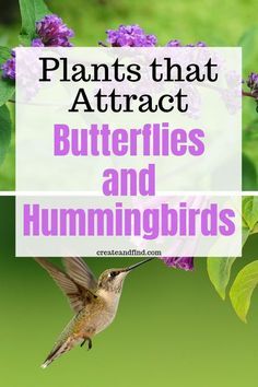 Flowers For Butterflies, Plants To Attract Hummingbirds, Plants That Love Shade, Butterflies And Hummingbirds, Butterfly Garden Plants, Hummingbird Food, Plants That Attract Butterflies, Hummingbird Plants, Attract Hummingbirds