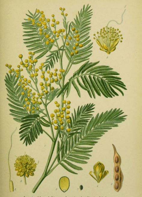 Silver wattle facts and health benefits Mimosa Botanical Illustration, Acacia Dealbata Tree, Acacia Tree Illustration, Acacia Illustration, Mimosa Flower Illustration, Mimosa Illustration, Acacia Dealbata, Kumquat Tree, Mimosa Tree