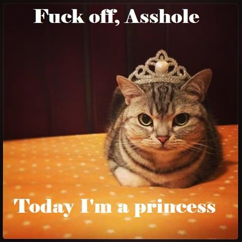 for Stacy, Emily and Madelyn. Emily and Maddie are princess's by birth because of thier mother, the queen. I'm A Princess, Im A Princess, A Princess, Crazy Cat Lady, How I Feel, Crazy Cats, A Cat, I Laughed, Cats And Kittens