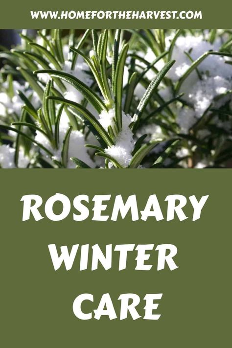 Rosemary in winter Rosemary Care, Rosemary Christmas Tree, Rosemary Tree, Rosemary Flower, Rosemary Plant, Winter Outdoors, Perennial Shrubs, Hardy Perennials, Hardy Plants