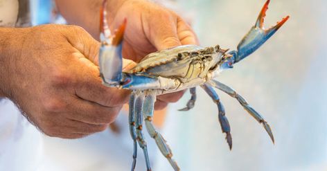 how to catch blue crabs Creature Black Lagoon, Crab Trap, Stone Crab, Outer Banks Vacation Rentals, Catch And Release, Crab Fishing, Beach Food, Fishing Guide, Blue Crab