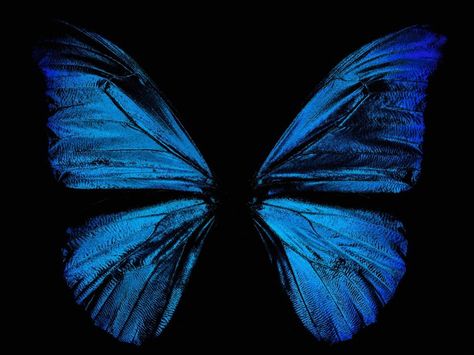 Morpho Rhetenor butterfly photo by Greg Parker Earth System, Projector Photography, Short Captions, Blue Da Ba Dee, Space Research, Blue Butterfly Wings, Blue Butterfly Wallpaper, Magic Women, Morpho Butterfly