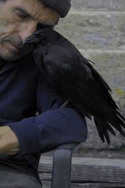 crow whisperer Regard Animal, Blackbird Singing, Quoth The Raven, Jackdaw, Raven Art, Crows Ravens, Kraken, Bird Feathers, Animals Friends