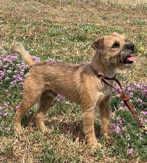 Black And Brown Dog Breed, Boarder Terriers Puppy, Border Terrier Puppy, Wheaten Terrier Mix, Small Terrier, Scruffy Dogs, Tenterfield Terrier Puppy, Terrier Mix Dogs, Terrier Breeds