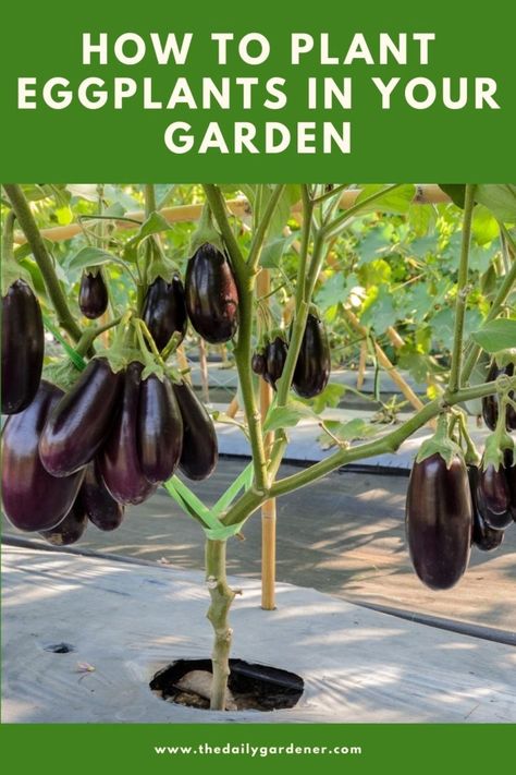 Eggplant Gardening Tips, Planting Eggplant, Eggplant Garden, Grow Eggplant, Growing Eggplant, Eggplant Plant, Garden Tricks, Tomato Pruning, Seed Planting