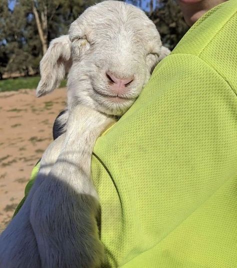 Baby Goat, Goat Lover, Cute Goats, Cute Sheep, Baby Goats, Pretty Animals, Have A Good Day, Cute Animal Photos, Happy Animals