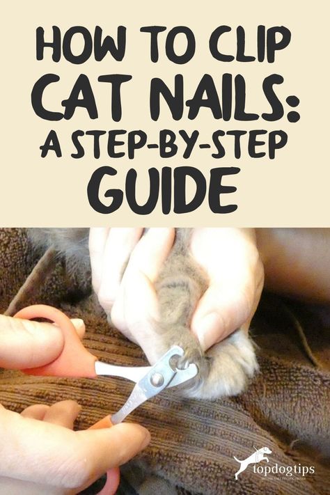 Clipping Your Cats Nails, Cats Nails Clipping, Cat Nail Clipping Tips, How To Trim Cat Claws, How To Trim Your Cats Nails, How To Clip Cat Nails, Trimming Cat Nails, Cat Tips And Tricks, How To Trim Cat Nails