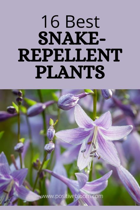 Keep snakes at bay by growing these amazing snake-repellent plants. Learn all the features, advantages, and care requirements of these plants. Plants That Deter Snakes, Plants That Repel Snakes, Snake Repelling Plants, Snake Repellent Plants, Flowering Ground Cover Perennials, Natural Snake Repellent, Rodent Repellent Plants, Snake Repellant Plants, Snake Repellant