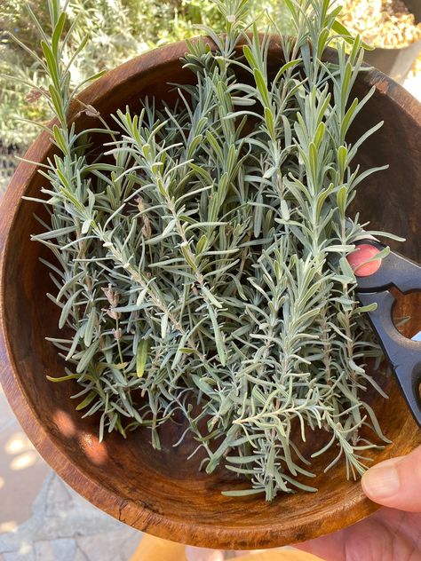 Learn how, when, and why you should harvest your lavender leaves before winter. As October settles in, it’s the perfect time to start thinking about harvesting the last of your lavender before the winter weather approaches. While most gardeners are very familiar with using the aromatic flowers, don’t overlook the versatility of lavender leaves. Though less potent than the blooms, lavender leaves still carry that familiar fragrance and many of the health benefits lavender is known for. Drying Lavender Leaves, Lavender Farming, Drying Lavender, Lavender Leaves, Farm Plans, Lavender Farm, The Secret Garden, Dried Lavender, Winter Weather