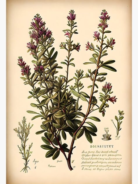 "Botanical illustration: thyme" Metal Print by digitalbrosse Thyme Botanical Illustration, Mint Leaves Drawing, Thyme Illustration, Leaf Drawing, Picture Collage Wall, Scientific Illustration, Collage Wall, Picture Collage, Mint Leaves