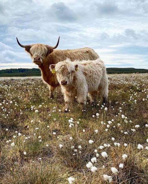 White Highland Cow, Pet Cows, Cow And Calf, Baby Farm Animals, Fluffy Cows, Cow Pictures, Cow Calf, Baby Cows