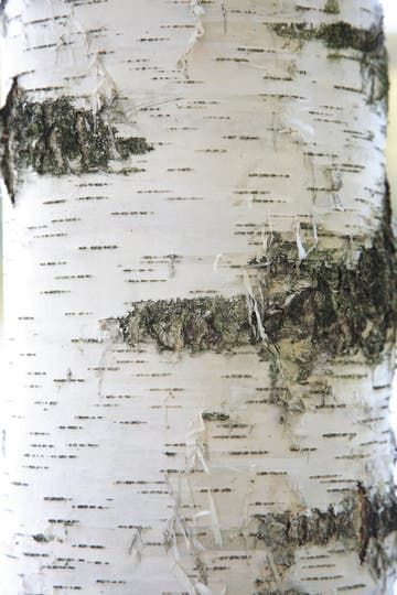 Birch bark decor