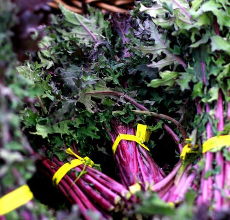 Kale Benefits, Cook Kale, Red Russian Kale, Harvesting Kale, Red Kale, Growing Beans, Growing Kale, Broccoli Nutrition, Purple Veins