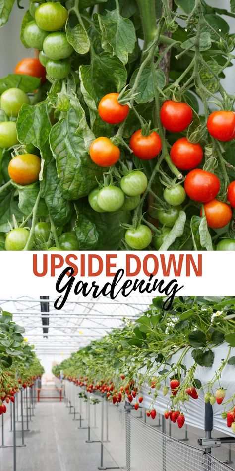 Upside down gardening is exactly what it sounds like, your plants will hang upside down. Here are some tips about creating your own upside down garden.  #DineDreamDiscover #LifeThroughTheLense #LifeInTheRV #UpsideDownGarden #tomatoes #strawberries #gardening Verticle Garden Tomatoes, Diy Tomato Planter, Hanging Strawberry Planter Ideas, Growing Strawberries Vertically, Upside Down Tomato Planter, Upside Down Plants, Hanging Tomato Plants, Garden Tricks, Tomato Planter