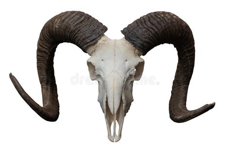 Goat Bone, Animals With Horns, Sheep Skull, Skull Reference, Goat Horns, Goat Skull, Ram Skull, Animal Skull, Occult Symbols