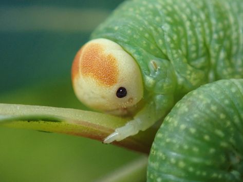 Sawfly Larvae, Bug Pfp, Bug Person, Insect Aesthetic, Bug Aesthetic, Pretty Bugs, Cute Insects, Cute Bugs, Cool Animals