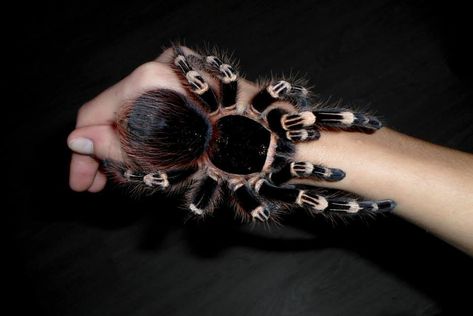 Image about spider in Monsters by X on We Heart It White Knee Tarantula, Pet Tarantula, Arachnids Spiders, Spiders And Snakes, Cool Insects, Itsy Bitsy Spider, Cool Bugs, Beautiful Bugs, Creepy Crawlies