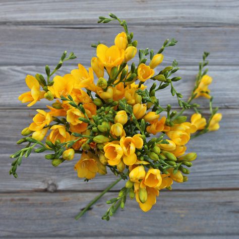 Freesia Bouquet, Yellow Freesia, Freesia Flower, Floral Design Business, Simple Wedding Bouquets, Freesia Flowers, Backyard Garden Design, Flower Bouquets, Garden Styles