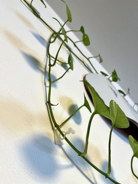 Trailing Pothos Wall, Pothos Plant Wall, Indoor Vine Wall, How To Hang Vines On Walls, Wall Vines Decor, Amazon Plant, Pathos Plant, Pothos Plants, Dorm Stuff