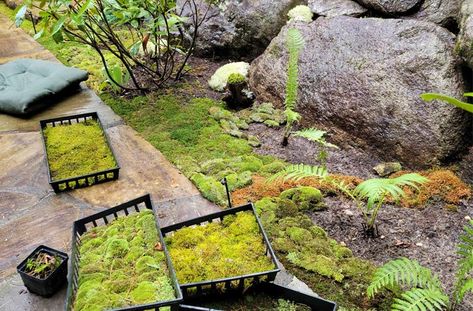 Rock Moss Garden, How To Plant Moss, Propagating Moss, Moss Garden Outdoor, Moss Lawns, Moss Gardens, Moss Lawn, Types Of Moss, Growing Moss