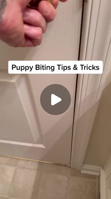 Canine Coach Pro | Dog training on Instagram: "How To STOP 🛑 Puppy Biting. 🐶 Tired of your little furball nipping at your fingers and clothes? Say goodbye to those painful bites! Discover our effective dog training program that can transform your puppy’s behavior and bring peace back to your home. Click the link in our profile to get started today! 🐾✨ #puppybitingtips #puppytrainingtips #puppybiteshurt #puppybitingthings #puppytrainersoftik #puppyparenting #puppyparentproblems" Puppy Biting Tips, How To Train A Puppy Not To Bite, How To Stop Puppies From Biting, Puppy Biting Training Tips, How To Stop Puppy Biting, Puppy Training Biting, Puppy Recall Training, Puppy Biting, Puppy Training Tips