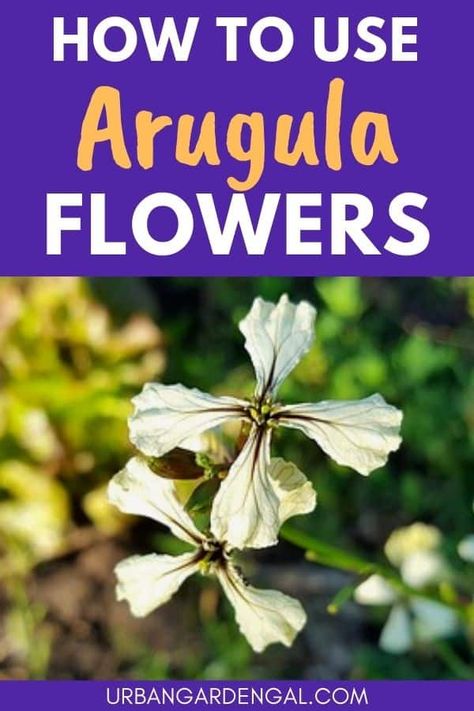 How to use Arugula Flowers - Urban Garden Gal Uses For Arugula, Arugula Plant Growing, Arugula Plant, Grow Arugula, Lemon Dressed Arugula, Beautiful White Flowers, Dehydrated Foods, Black Thumb, Attracting Beneficial Insects