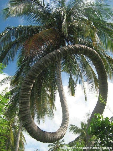 Dragon Coconut tree of Kerala.. Weird Trees, Tree Carving, Unique Trees, Tree Hugger, Nature Tree, Tree Forest, Beautiful Tree, Tree Art, Rarity