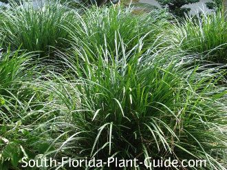 Liriope Liriope muscari Of all the grass like plants, liriope is a huge favorite for South Florida. Sometimes known as "Lilyturf," it's commonly available in varieties which grow about 18" to 24" tall. Grass Like Plants, Grassy Beach, Landscaping Around Pool, Spring Landscaping, Zone 9b, Border Garden, Landscaping Shrubs, Liriope Muscari, Pool Plants