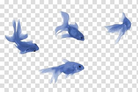 Fish Overlay, Blue Png Aesthetic, Blue Fish Aesthetic, Transparent Png Aesthetic, Aesthetic Transparent Png, Fishes Illustration, Popsicles Illustration, Clipart Aesthetic, Aesthetic Fish