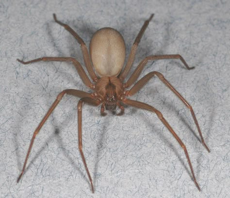 Brown Recluse Spider Tattoo, Spider Reference, Pictures Of Spiders, Spider Anatomy, Venomous Spiders, Recluse Spider Bite, Brown Recluse Spider Bite, Hobo Spider, Dangerous Spiders