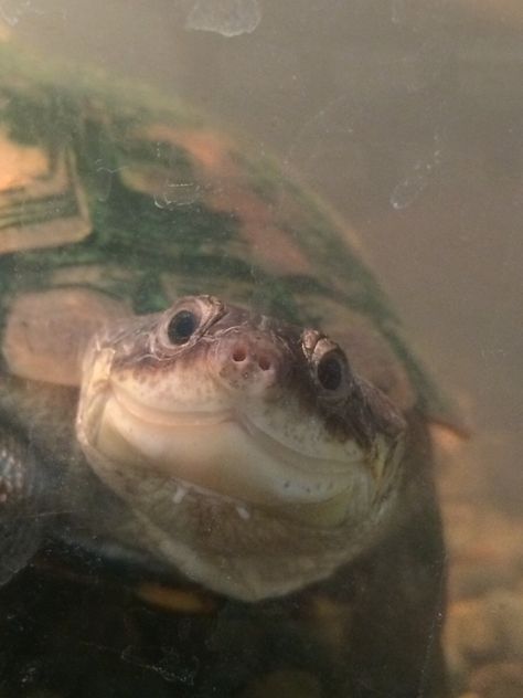 Sheldon the photogenic turtle Pictures Of Turtles, Funny Fishing Memes, Kawaii Turtle, Cute Tortoise, Baby Tortoise, Turtles Funny, Tortoise Turtle, Turtle Love, Cute Turtles