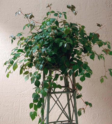 Cissus Rhombifolia, Indoor Plants India, Ivy Houseplant, Indoor Ivy, Grape Ivy, Parthenocissus Tricuspidata, Hanging Indoor Plants, Winter Flower Arrangements, Cat Safe Plants