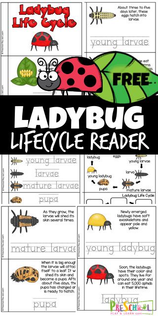 🐞 FREE Printable Ladybug Life Cycle Worksheets for Kids Ladybug Facts For Preschool, Life Cycle Of A Ladybug Preschool, Insect Life Cycle Preschool, Ladybug Life Cycle Craft, Ladybug Science, Ladybugs Kindergarten, Beetle Life Cycle, Ladybug Life Cycle Activities, Life Cycle Of A Ladybug