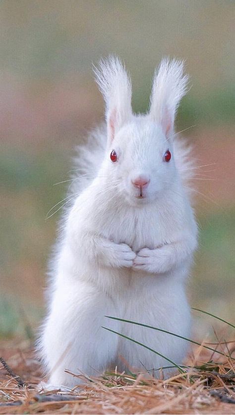 Albino Squirrel - 9GAG Albino Squirrel, Rare Albino Animals, White Squirrel, White Animals, Squirrel Funny, Albino Animals, Cute Squirrel, Unusual Animals, Rare Animals