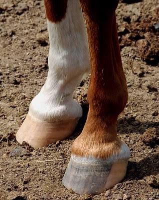 Horse Hooves Aesthetic, Hoof Reference, Horses Anatomy, Horse Hooves, Hoof Shoes, Animal Paws, Horse Custom, Horse Markings, Horse Hoof