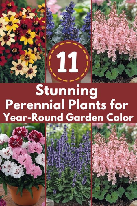 Discover the best perennial plants that will keep your garden blooming and vibrant every season. From shade-loving flowers to sun-drenched shrubs, these picks ensure year-round beauty! Read the full guide for effortless, colorful gardening. #PerennialPlants #YearRoundColor #GardeningTips #GardenIdeas #ColorfulGarden Year Round Flower Garden, All Year Round Flowers, Plants That Come Back Every Year, Plant By Numbers Gardens, Full Sun Garden Ideas, All Year Round Plants, Part Shade Perennials, Year Round Garden, Plants That Like Shade