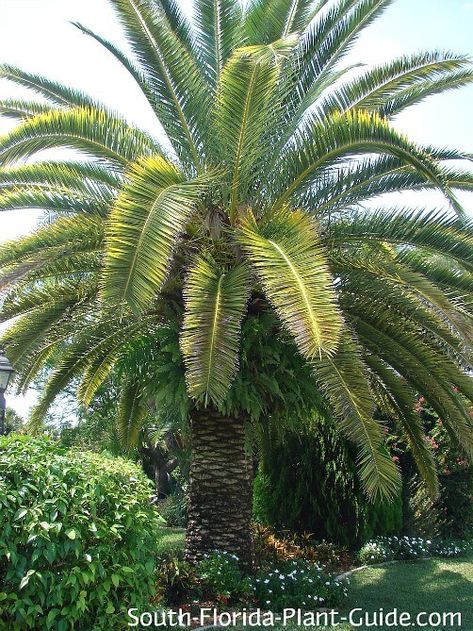 Canary Island Palm, Lowcountry Farmhouse, Florida Gardens, Date Palms, Canary Island Date Palm, Florida Trees, Florida Landscape, Front Yard Plants, Yard Plants